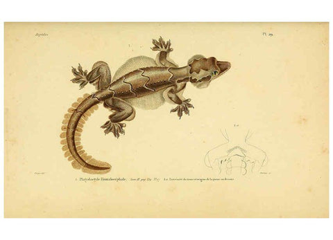 Reproducción/Reproduction 5982402080: Erpétologie générale, ou, Histoire naturelle complète des reptiles Paris :Roret,1834-1854
