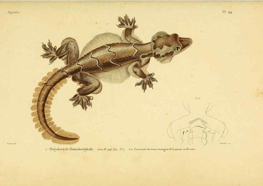 Reproducción/Reproduction 5982402080: Erpétologie générale, ou, Histoire naturelle complète des reptiles Paris :Roret,1834-1854