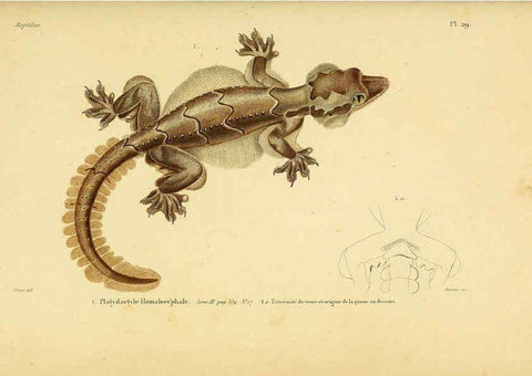 Reproducción/Reproduction 5982402080: Erpétologie générale, ou, Histoire naturelle complète des reptiles Paris :Roret,1834-1854