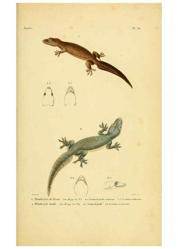 Reproducción/Reproduction 5981841555: Erpétologie générale, ou, Histoire naturelle complète des reptiles Paris :Roret,1834-1854