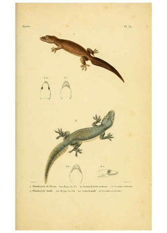 Reproducción/Reproduction 5981841555: Erpétologie générale, ou, Histoire naturelle complète des reptiles Paris :Roret,1834-1854
