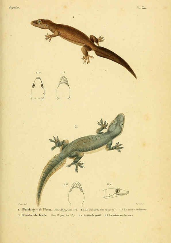 Reproducción/Reproduction 5981841555: Erpétologie générale, ou, Histoire naturelle complète des reptiles Paris :Roret,1834-1854