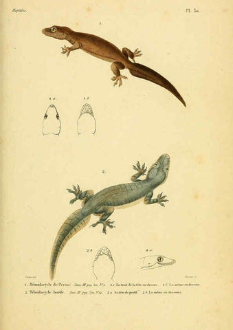 Reproducción/Reproduction 5981841555: Erpétologie générale, ou, Histoire naturelle complète des reptiles Paris :Roret,1834-1854