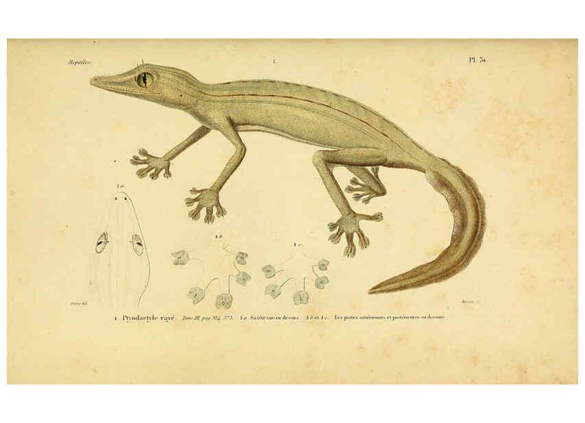 Reproducción/Reproduction 5981841831: Erpétologie générale, ou, Histoire naturelle complète des reptiles Paris :Roret,1834-1854
