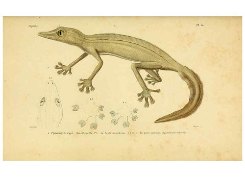Reproducción/Reproduction 5981841831: Erpétologie générale, ou, Histoire naturelle complète des reptiles Paris :Roret,1834-1854