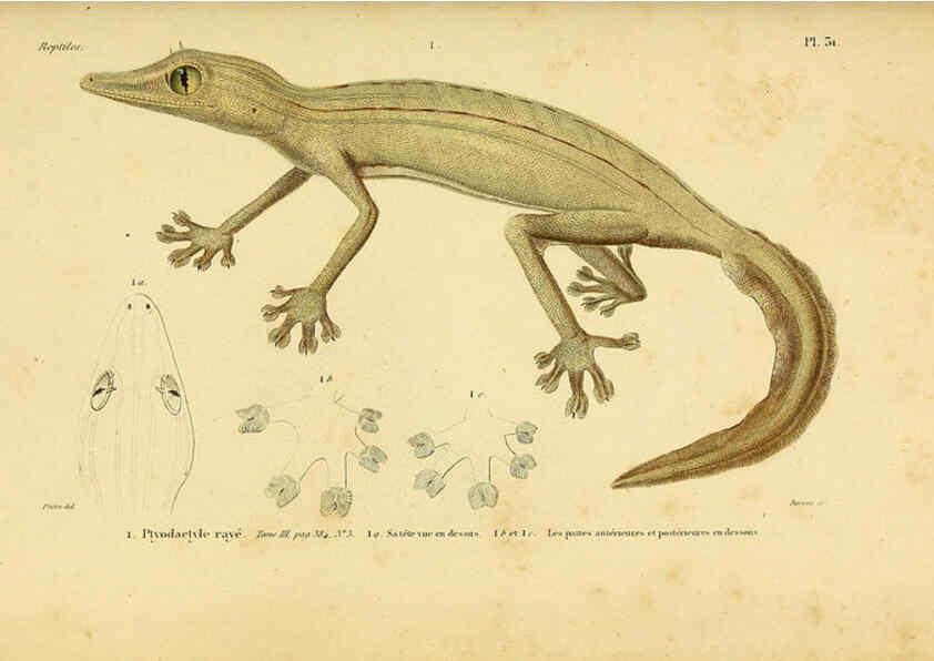 Reproducción/Reproduction 5981841831: Erpétologie générale, ou, Histoire naturelle complète des reptiles Paris :Roret,1834-1854
