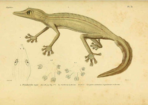 Reproducción/Reproduction 5981841831: Erpétologie générale, ou, Histoire naturelle complète des reptiles Paris :Roret,1834-1854