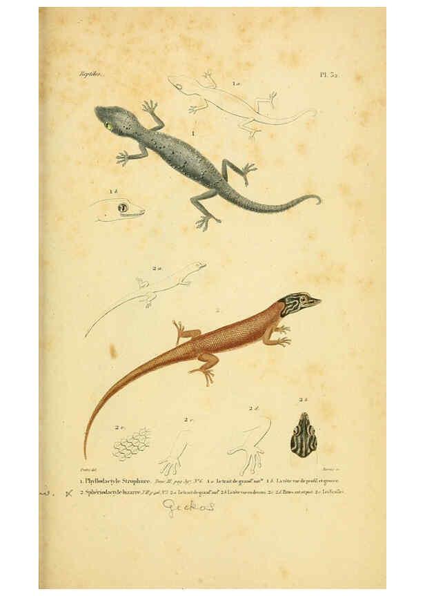 Reproducción/Reproduction 5982403016: Erpétologie générale, ou, Histoire naturelle complète des reptiles Paris :Roret,1834-1854