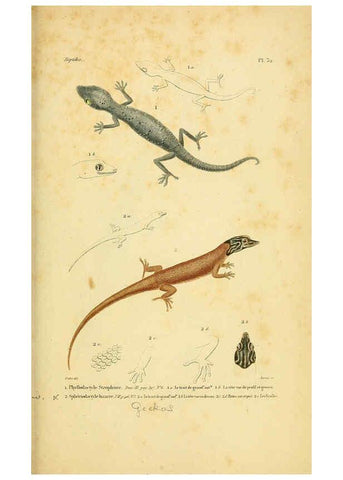 Reproducción/Reproduction 5982403016: Erpétologie générale, ou, Histoire naturelle complète des reptiles Paris :Roret,1834-1854