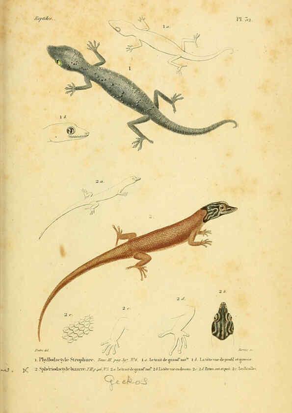Reproducción/Reproduction 5982403016: Erpétologie générale, ou, Histoire naturelle complète des reptiles Paris :Roret,1834-1854