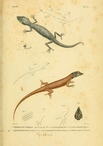 Reproducción/Reproduction 5982403016: Erpétologie générale, ou, Histoire naturelle complète des reptiles Paris :Roret,1834-1854