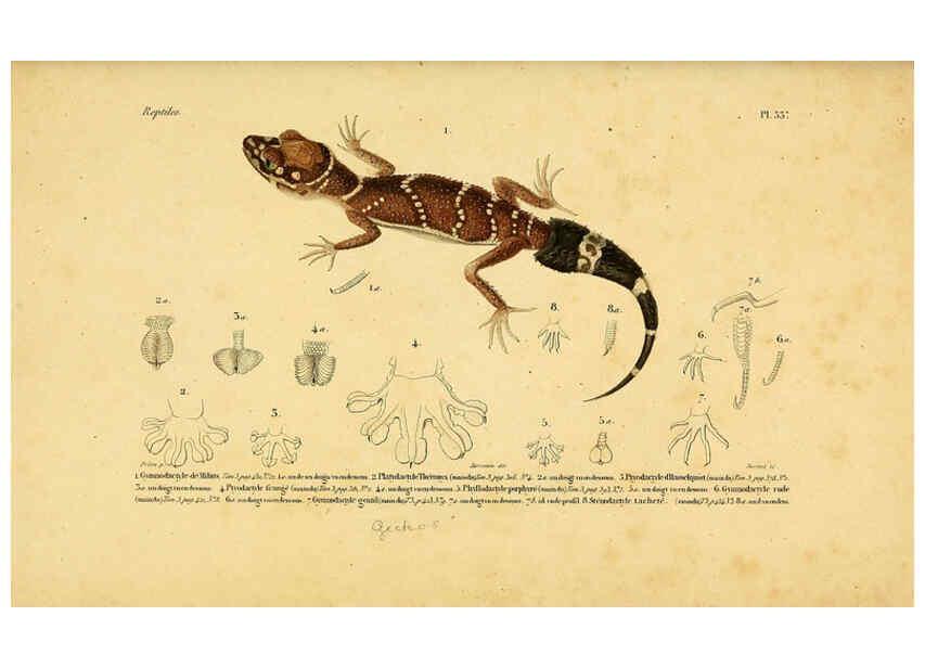 Reproducción/Reproduction 5981842605: Erpétologie générale, ou, Histoire naturelle complète des reptiles Paris :Roret,1834-1854