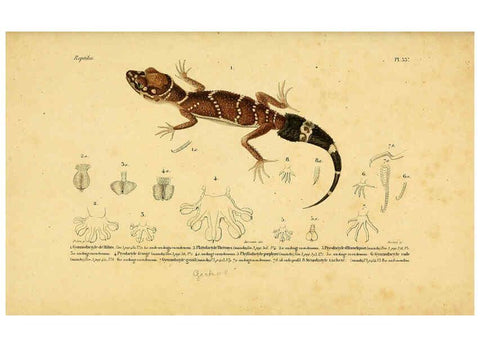 Reproducción/Reproduction 5981842605: Erpétologie générale, ou, Histoire naturelle complète des reptiles Paris :Roret,1834-1854