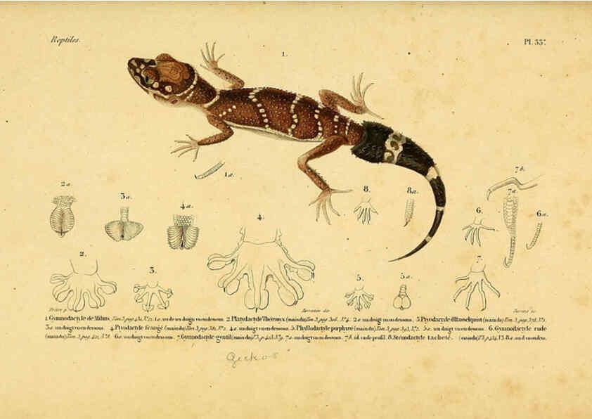 Reproducción/Reproduction 5981842605: Erpétologie générale, ou, Histoire naturelle complète des reptiles Paris :Roret,1834-1854