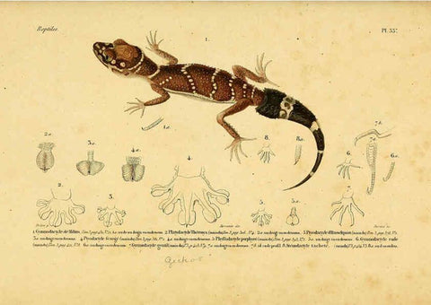 Reproducción/Reproduction 5981842605: Erpétologie générale, ou, Histoire naturelle complète des reptiles Paris :Roret,1834-1854