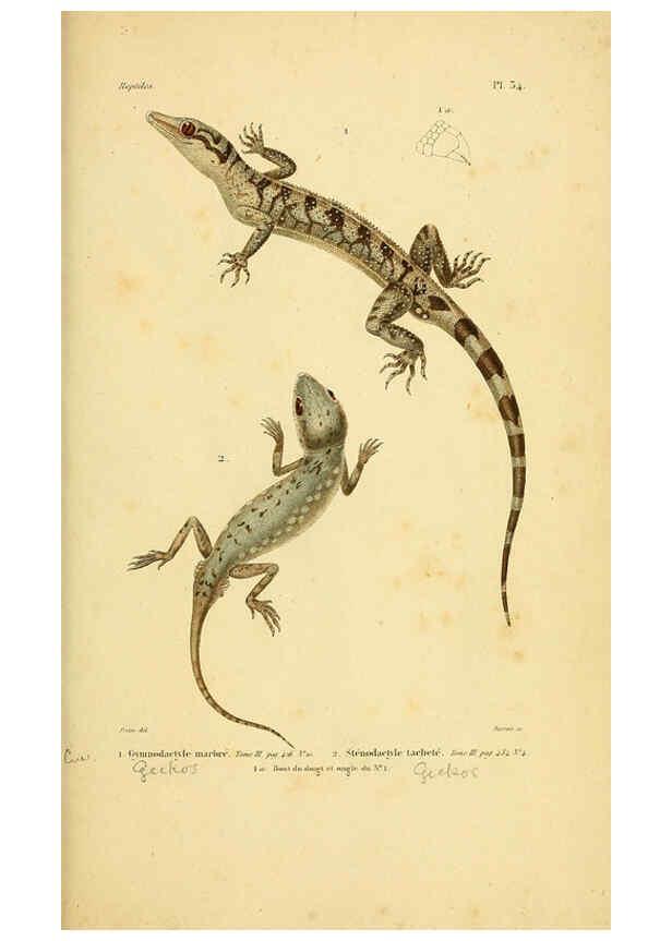 Reproducción/Reproduction 5981843213: Erpétologie générale, ou, Histoire naturelle complète des reptiles Paris :Roret,1834-1854
