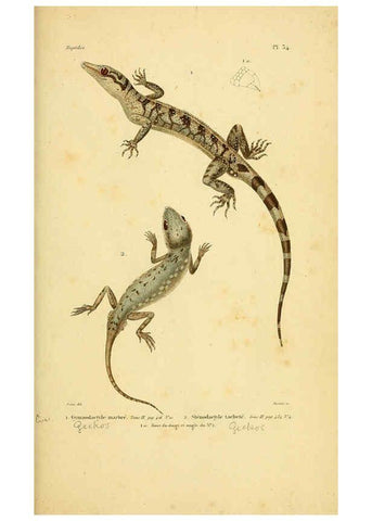 Reproducción/Reproduction 5981843213: Erpétologie générale, ou, Histoire naturelle complète des reptiles Paris :Roret,1834-1854