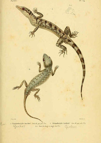 Reproducción/Reproduction 5981843213: Erpétologie générale, ou, Histoire naturelle complète des reptiles Paris :Roret,1834-1854