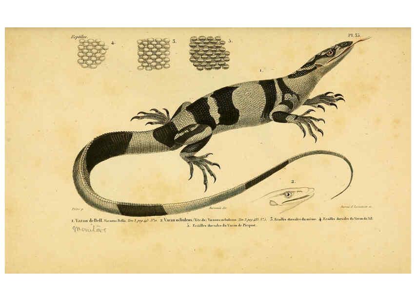 Reproducción/Reproduction 5982404328: Erpétologie générale, ou, Histoire naturelle complète des reptiles Paris :Roret,1834-1854