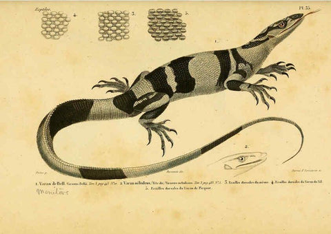 Reproducción/Reproduction 5982404328: Erpétologie générale, ou, Histoire naturelle complète des reptiles Paris :Roret,1834-1854