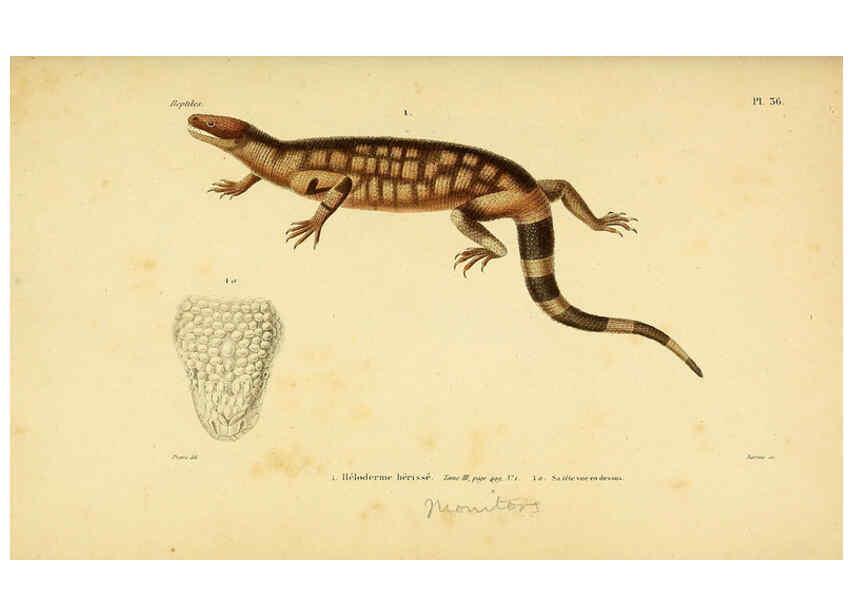 Reproducción/Reproduction 5981843741: Erpétologie générale, ou, Histoire naturelle complète des reptiles Paris :Roret,1834-1854