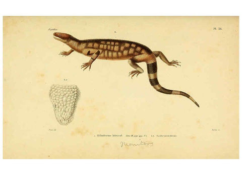Reproducción/Reproduction 5981843741: Erpétologie générale, ou, Histoire naturelle complète des reptiles Paris :Roret,1834-1854