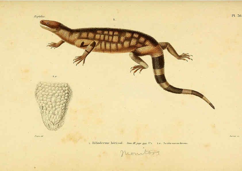 Reproducción/Reproduction 5981843741: Erpétologie générale, ou, Histoire naturelle complète des reptiles Paris :Roret,1834-1854