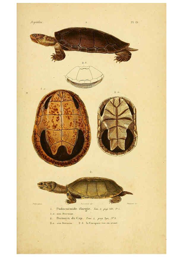 Reproducción/Reproduction 5981836665: Erpétologie générale, ou, Histoire naturelle complète des reptiles Paris :Roret,1834-1854