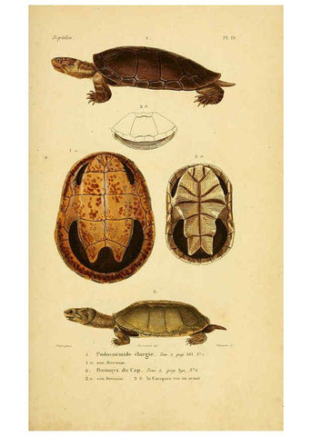 Reproducción/Reproduction 5981836665: Erpétologie générale, ou, Histoire naturelle complète des reptiles Paris :Roret,1834-1854