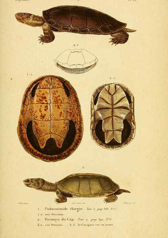 Reproducción/Reproduction 5981836665: Erpétologie générale, ou, Histoire naturelle complète des reptiles Paris :Roret,1834-1854