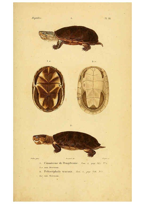 Reproducción/Reproduction 5981836203: Erpétologie générale, ou, Histoire naturelle complète des reptiles Paris :Roret,1834-1854