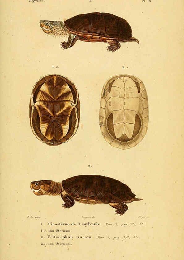 Reproducción/Reproduction 5981836203: Erpétologie générale, ou, Histoire naturelle complète des reptiles Paris :Roret,1834-1854