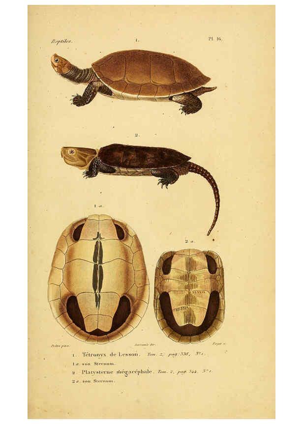 Reproducción/Reproduction 5981835197: Erpétologie générale, ou, Histoire naturelle complète des reptiles Paris :Roret,1834-1854