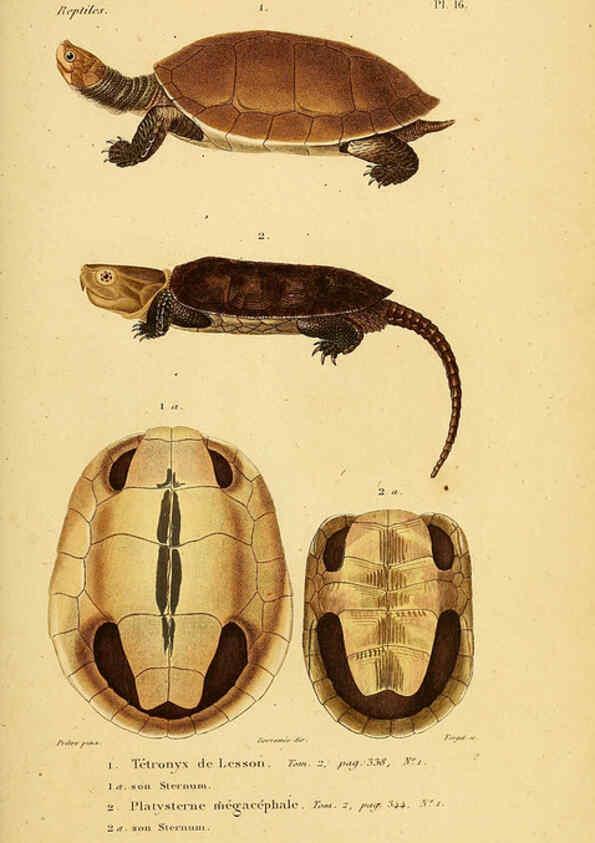 Reproducción/Reproduction 5981835197: Erpétologie générale, ou, Histoire naturelle complète des reptiles Paris :Roret,1834-1854