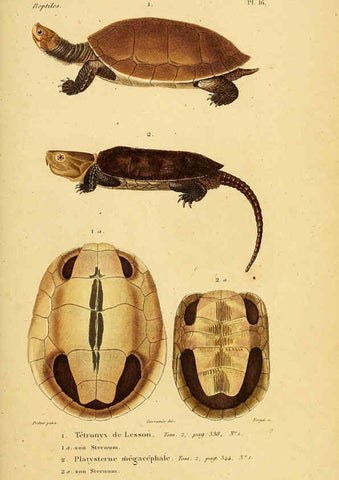 Reproducción/Reproduction 5981835197: Erpétologie générale, ou, Histoire naturelle complète des reptiles Paris :Roret,1834-1854