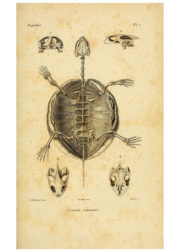 Reproducción/Reproduction 5981828623: Erpétologie générale, ou, Histoire naturelle complète des reptiles Paris :Roret,1834-1854