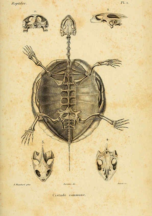 Reproducción/Reproduction 5981828623: Erpétologie générale, ou, Histoire naturelle complète des reptiles Paris :Roret,1834-1854