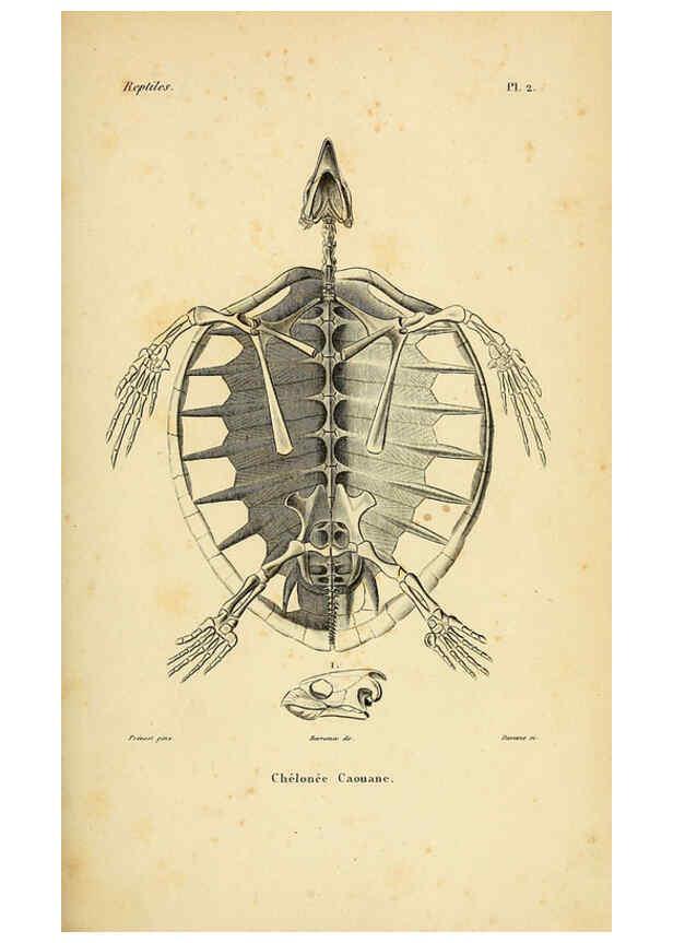 Reproducción/Reproduction 5981829019: Erpétologie générale, ou, Histoire naturelle complète des reptiles Paris :Roret,1834-1854