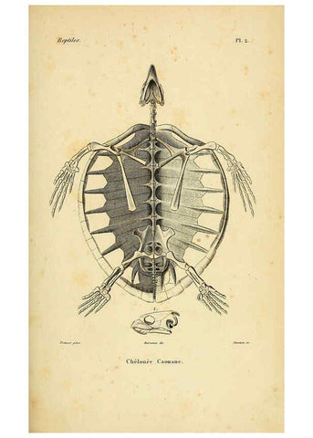 Reproducción/Reproduction 5981829019: Erpétologie générale, ou, Histoire naturelle complète des reptiles Paris :Roret,1834-1854
