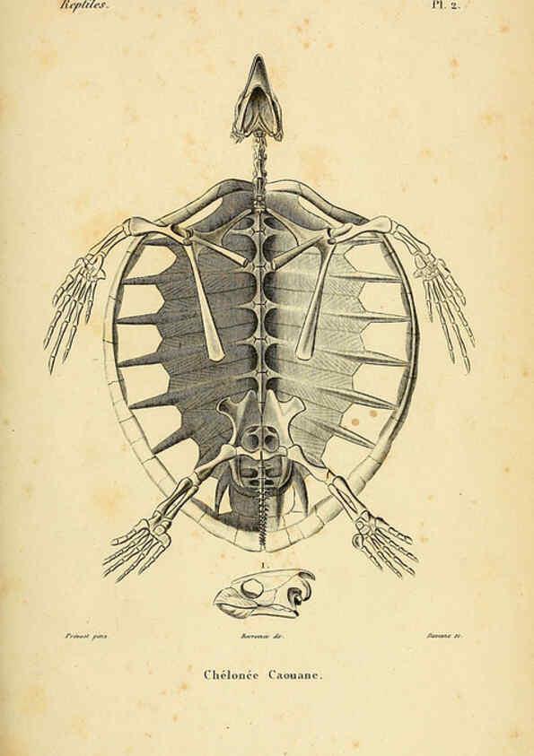 Reproducción/Reproduction 5981829019: Erpétologie générale, ou, Histoire naturelle complète des reptiles Paris :Roret,1834-1854