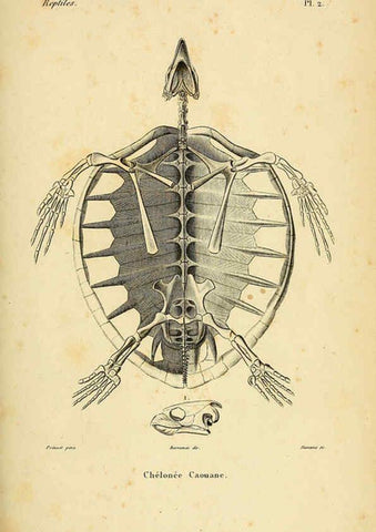 Reproducción/Reproduction 5981829019: Erpétologie générale, ou, Histoire naturelle complète des reptiles Paris :Roret,1834-1854