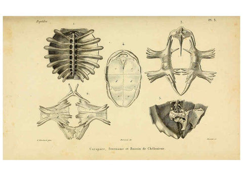 Reproducción/Reproduction 5982390034: Erpétologie générale, ou, Histoire naturelle complète des reptiles Paris :Roret,1834-1854