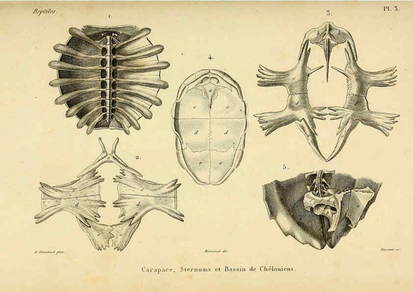 Reproducción/Reproduction 5982390034: Erpétologie générale, ou, Histoire naturelle complète des reptiles Paris :Roret,1834-1854