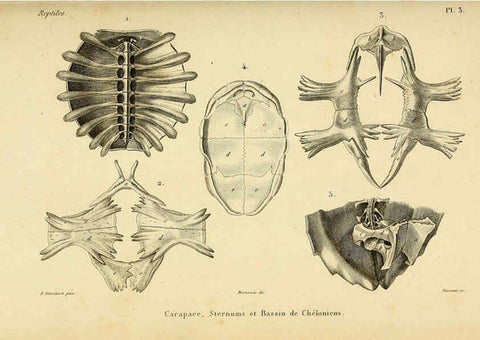 Reproducción/Reproduction 5982390034: Erpétologie générale, ou, Histoire naturelle complète des reptiles Paris :Roret,1834-1854