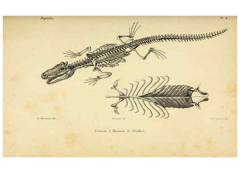 Reproducción/Reproduction 5981829709: Erpétologie générale, ou, Histoire naturelle complète des reptiles Paris :Roret,1834-1854
