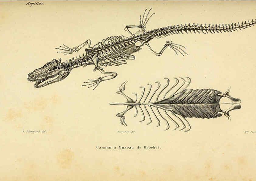 Reproducción/Reproduction 5981829709: Erpétologie générale, ou, Histoire naturelle complète des reptiles Paris :Roret,1834-1854