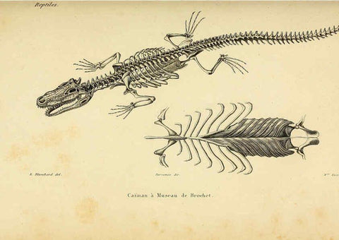 Reproducción/Reproduction 5981829709: Erpétologie générale, ou, Histoire naturelle complète des reptiles Paris :Roret,1834-1854