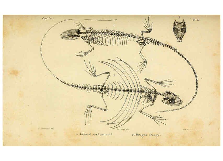 Reproducción/Reproduction 5981830137: Erpétologie générale, ou, Histoire naturelle complète des reptiles Paris :Roret,1834-1854