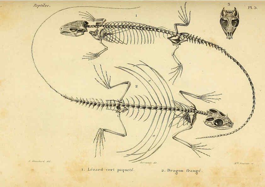 Reproducción/Reproduction 5981830137: Erpétologie générale, ou, Histoire naturelle complète des reptiles Paris :Roret,1834-1854