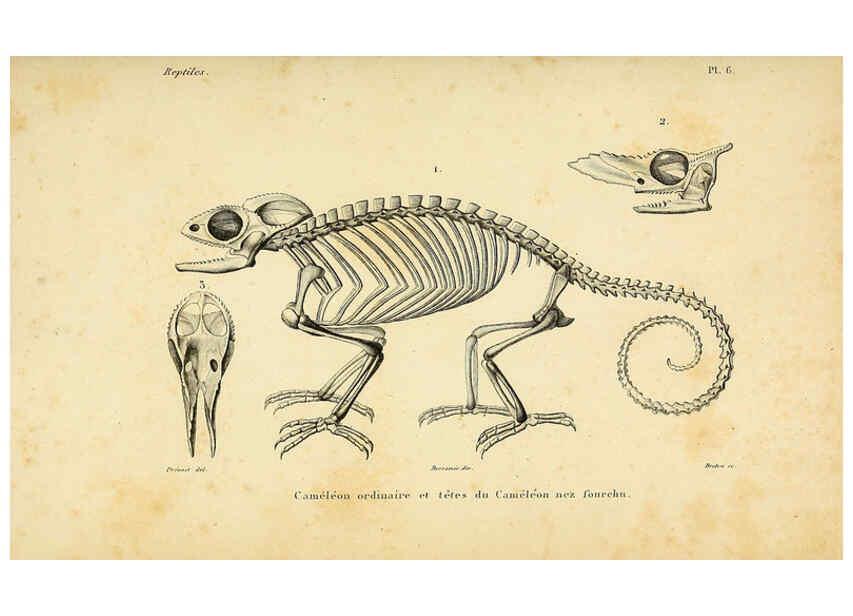 Reproducción/Reproduction 5982391398: Erpétologie générale, ou, Histoire naturelle complète des reptiles Paris :Roret,1834-1854